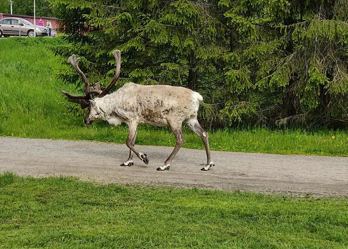 Kymppi Куусамо